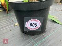 1 X CRINUM X POWELLII - 2