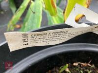 1 X CRINUM X POWELLII - 3