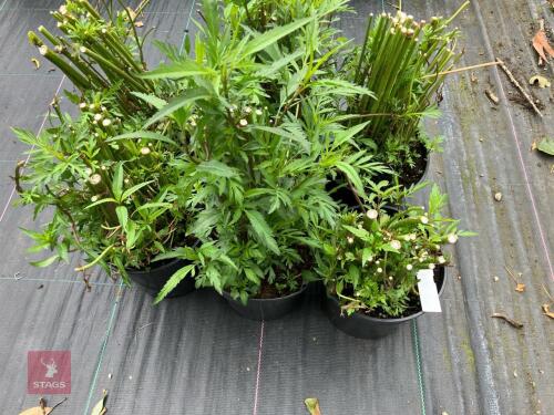 6 X BIDENS WILD YELLOW