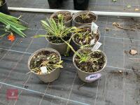 6 X SCABIOSA CLIVE GREAVES