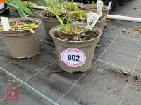6 X SCABIOSA CLIVE GREAVES - 2