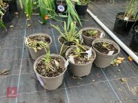 6 X SCABIOSA CLIVE GREAVES - 3
