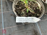 6 X SCABIOSA CLIVE GREAVES - 4