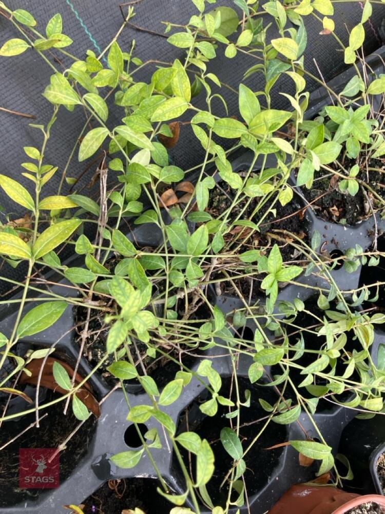 LARGE QTY OF MIXED SHRUBS