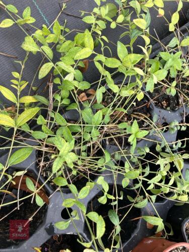 LARGE QTY OF MIXED SHRUBS