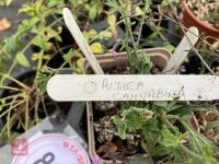 LARGE QTY OF MIXED SHRUBS - 3