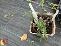 LARGE QTY OF MIXED SHRUBS - 4