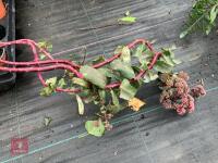 LARGE QTY OF MIXED SHRUBS - 5