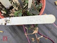 LARGE QTY OF MIXED SHRUBS - 6
