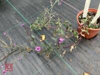 LARGE QTY OF MIXED SHRUBS - 7