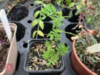 LARGE QTY OF MIXED SHRUBS - 8