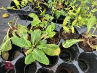 LARGE QTY OF MIXED SHRUBS - 12
