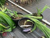 3 X BELAMACANDA CHINENSIS FRECKLE FACE - 4