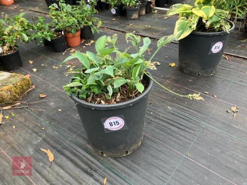 1 x HOSTA