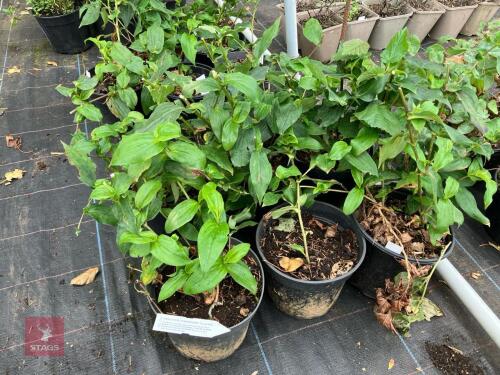 6 X TRICYRTIS FORMOSANA TOAD LILY