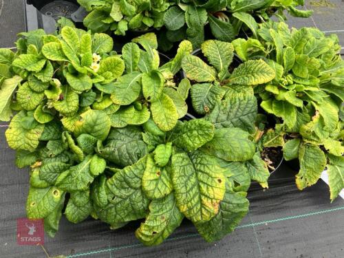16 X PRIMULA VUGARIS WILD PRIMROSE