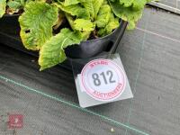 16 X PRIMULA VUGARIS WILD PRIMROSE - 2