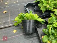 16 X PRIMULA VUGARIS WILD PRIMROSE - 4