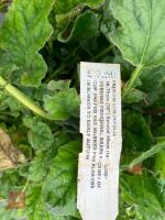 2 X MIXED SHRUBS - 4