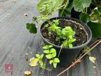 2 X MIXED SHRUBS - 5