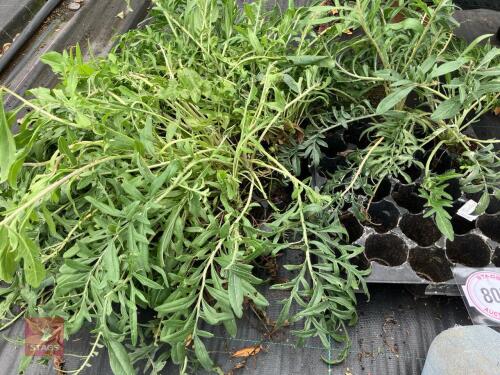 TRAY OF CENTAUREA ATROPURPUREA