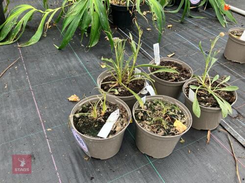 5 X SCABIOSA CLIVE GREAVES