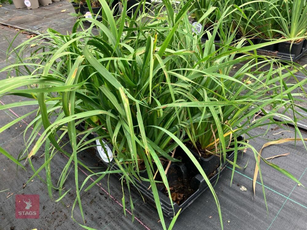 13 X LIBBERTIA GRANDIFLORA