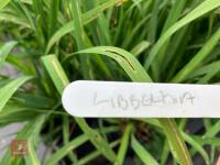 13 X LIBBERTIA GRANDIFLORA - 4