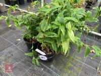 5 X TRICYRTIS MIYAZAKI TOAD LILY - 5