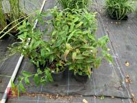 5 X TRICYRTIS MIYAZAKI TOAD LILY - 6