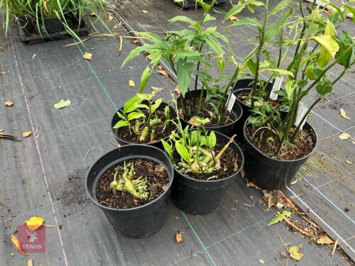 6 X DISPOROPSIS PERNYI