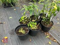 6 X DISPOROPSIS PERNYI