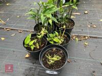 6 X DISPOROPSIS PERNYI - 2