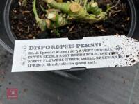 6 X DISPOROPSIS PERNYI - 4