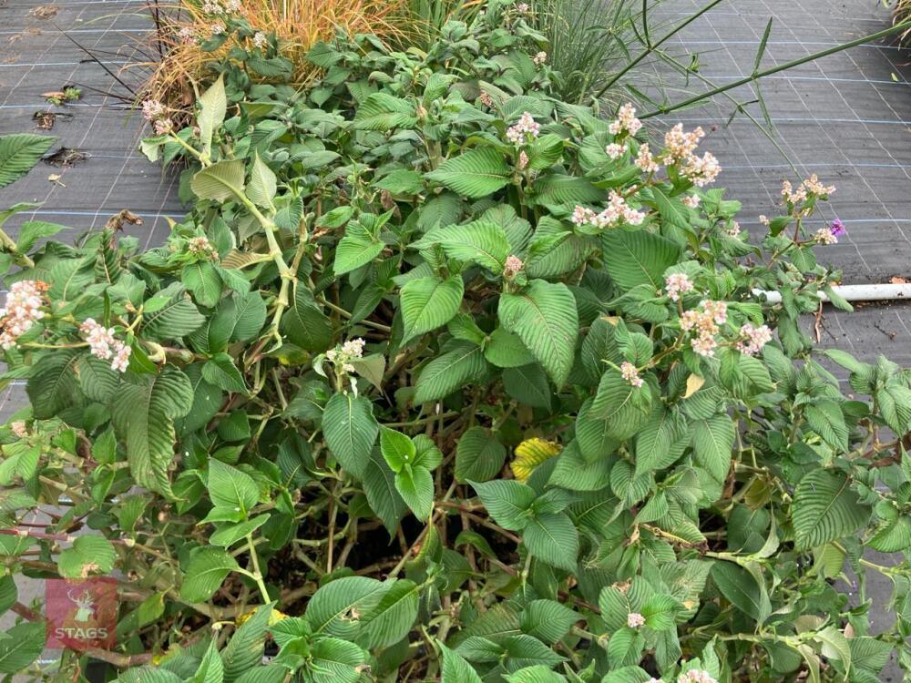 7 X PERSICARIA CAMPANULATA