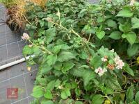 7 X PERSICARIA CAMPANULATA - 2