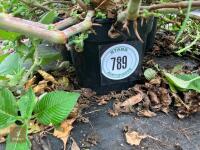 7 X PERSICARIA CAMPANULATA - 3