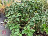 7 X PERSICARIA CAMPANULATA - 4