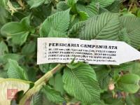 7 X PERSICARIA CAMPANULATA - 5