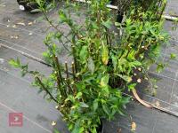 8 X ASTER LYCHGATE - 2