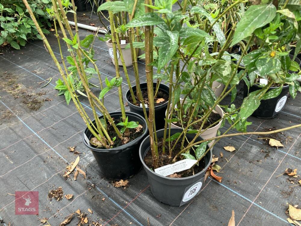 4 X HELIANTHUS LEMON QUEEN