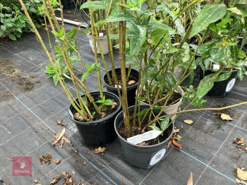 4 X HELIANTHUS LEMON QUEEN