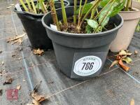 4 X HELIANTHUS LEMON QUEEN - 2