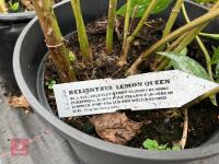 4 X HELIANTHUS LEMON QUEEN - 3
