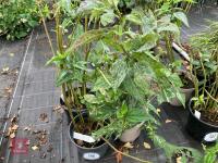 4 X HELIANTHUS LEMON QUEEN - 4