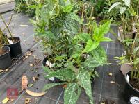 4 X HELIANTHUS LEMON QUEEN - 5