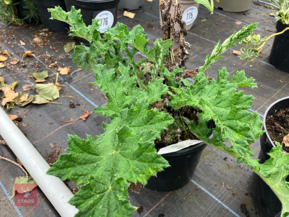2 X MIXED SHRUBS
