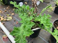 2 X MIXED SHRUBS