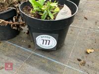 2 X MIXED SHRUBS - 2
