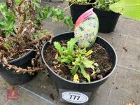 2 X MIXED SHRUBS - 3